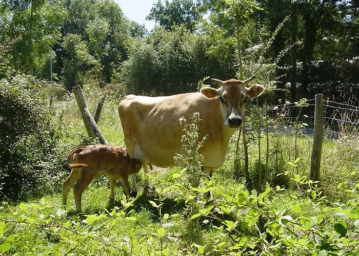 Chez Tartaud * Lathus St Remy
